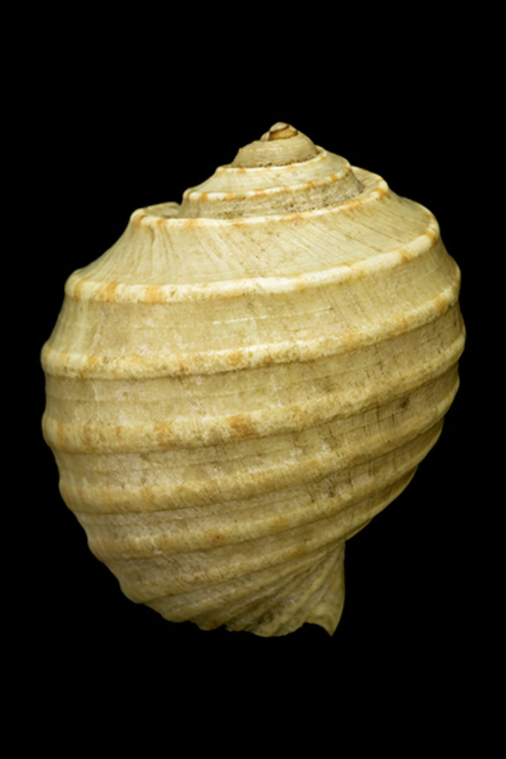 Buccinum dolium