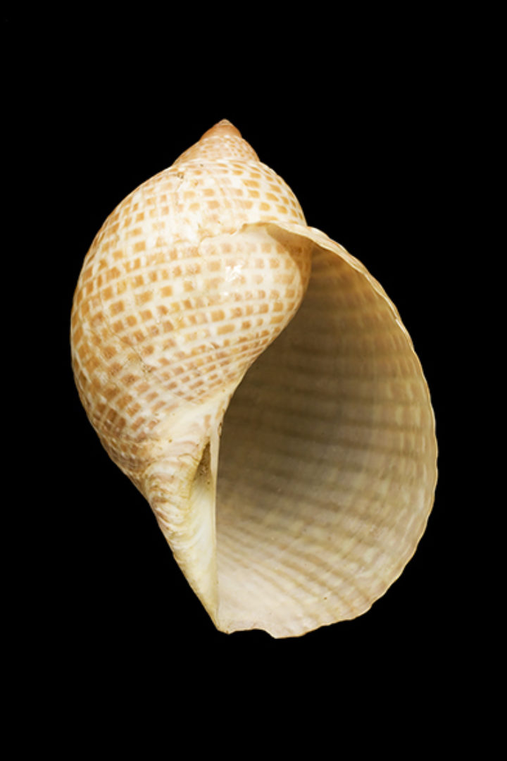 Buccinum perdix