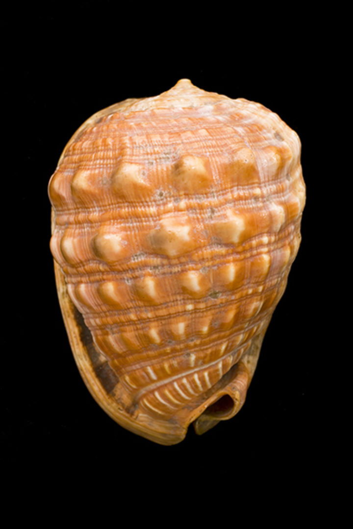 Buccinum rufum