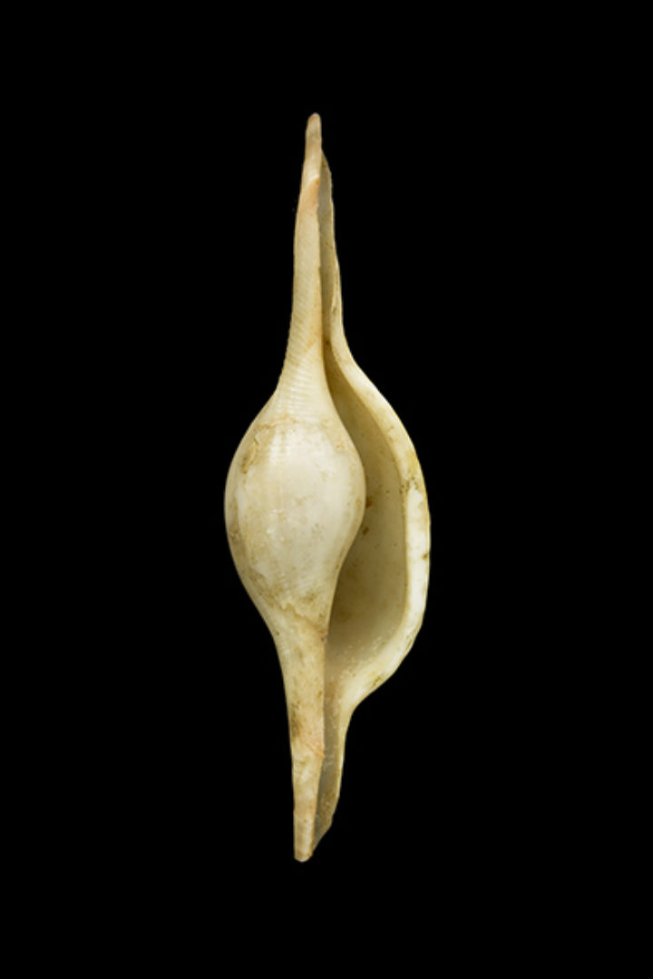 Bulla volva