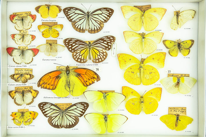 Butterfly specimens