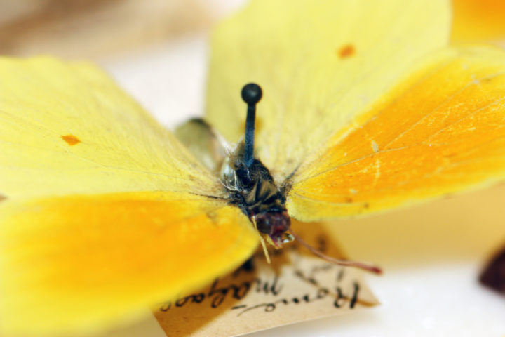 Yellow pinned butterfly in the Linnean Society's collections