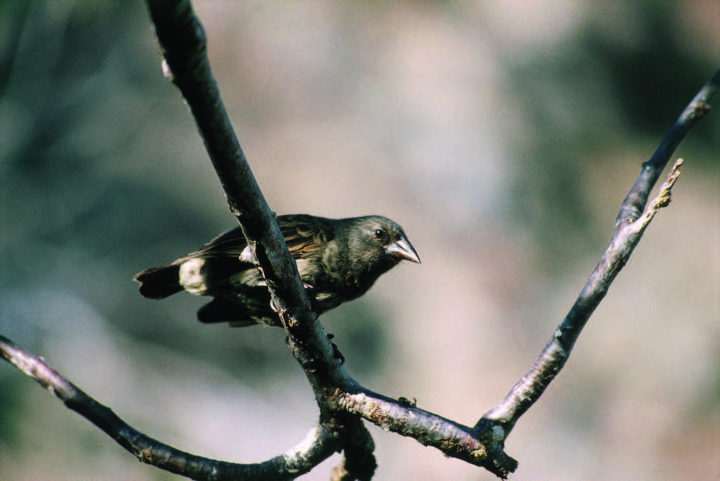 Small brown finch with white tail feathers perched on branch