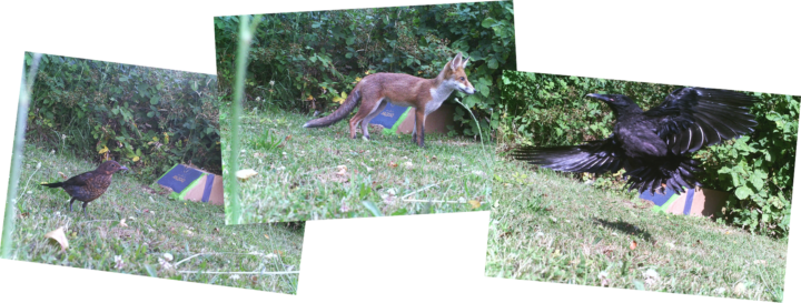 Three images taken from a camera trap set up at a school. The camera is positioned showing a corner of a playing field and each image contains a different animal; the first is a blackbird on the grass, the second is a young fox cub standing in the centre and the third image is a carrion crow on the wing.