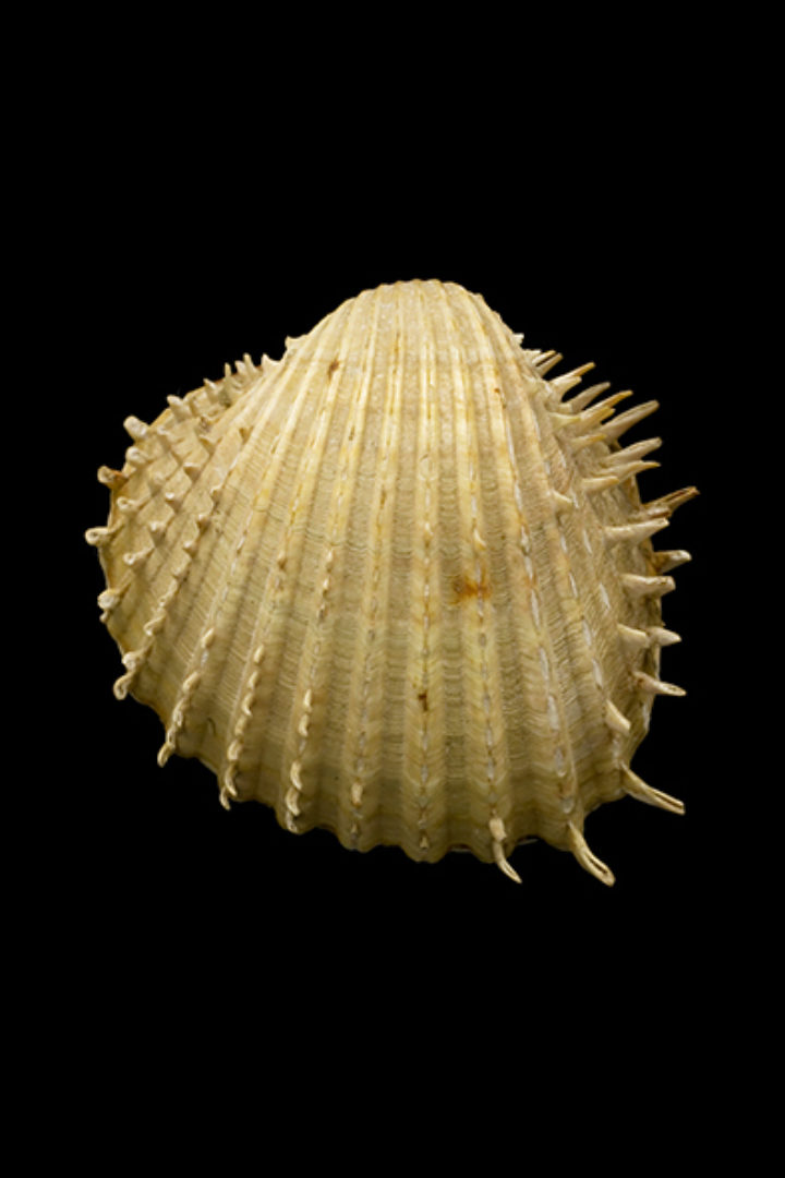Cardium aculeatum