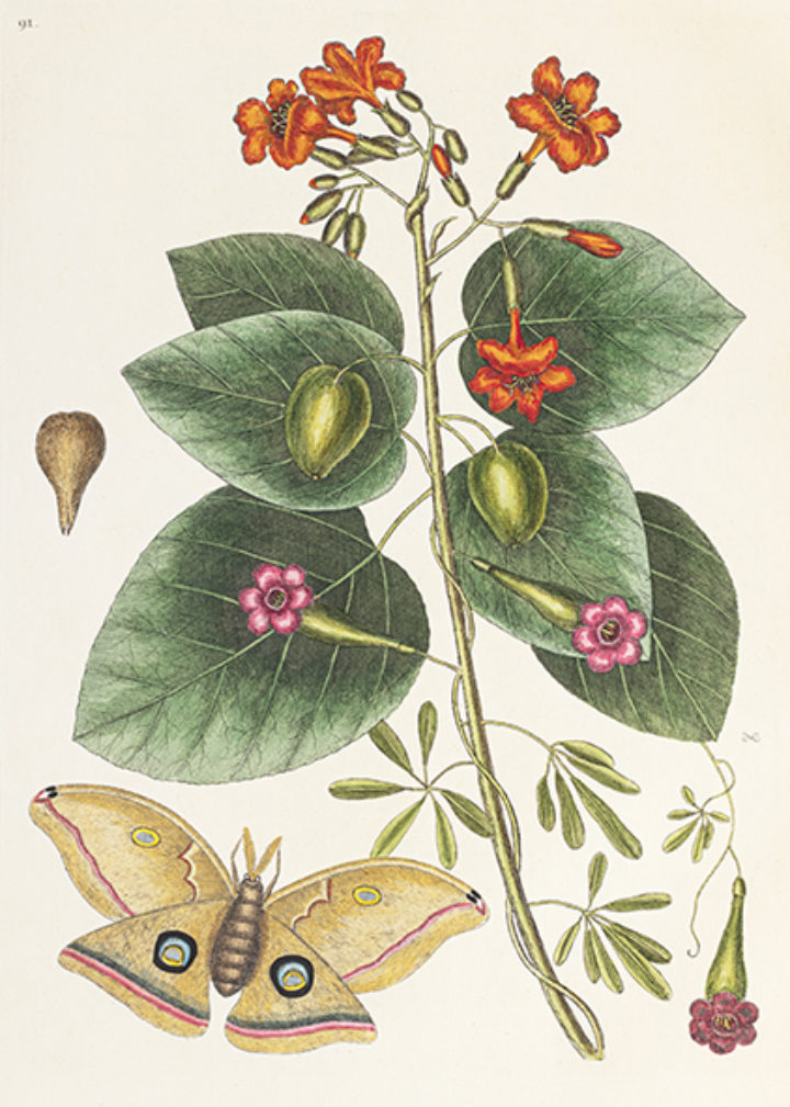 Ipomoea carolina from Catesby, The natural history of Carolina, Florida and the Bahama Islands
