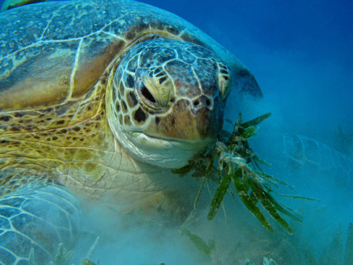 A green sea turtle eats a small piece of sea grass underwater.