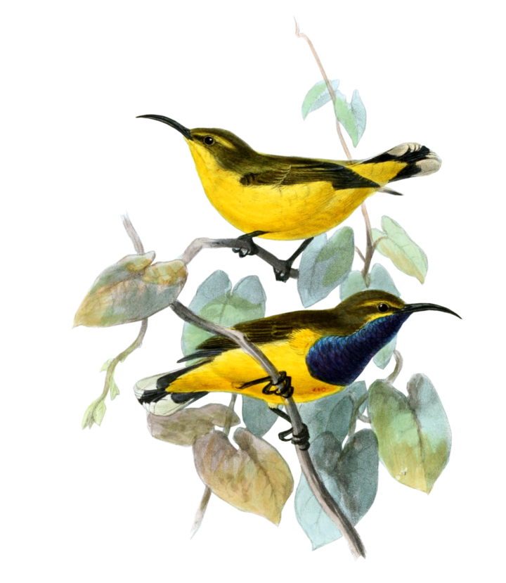 Cinnyris jugularis frenatus by Johannes Gerardus Keulemans
