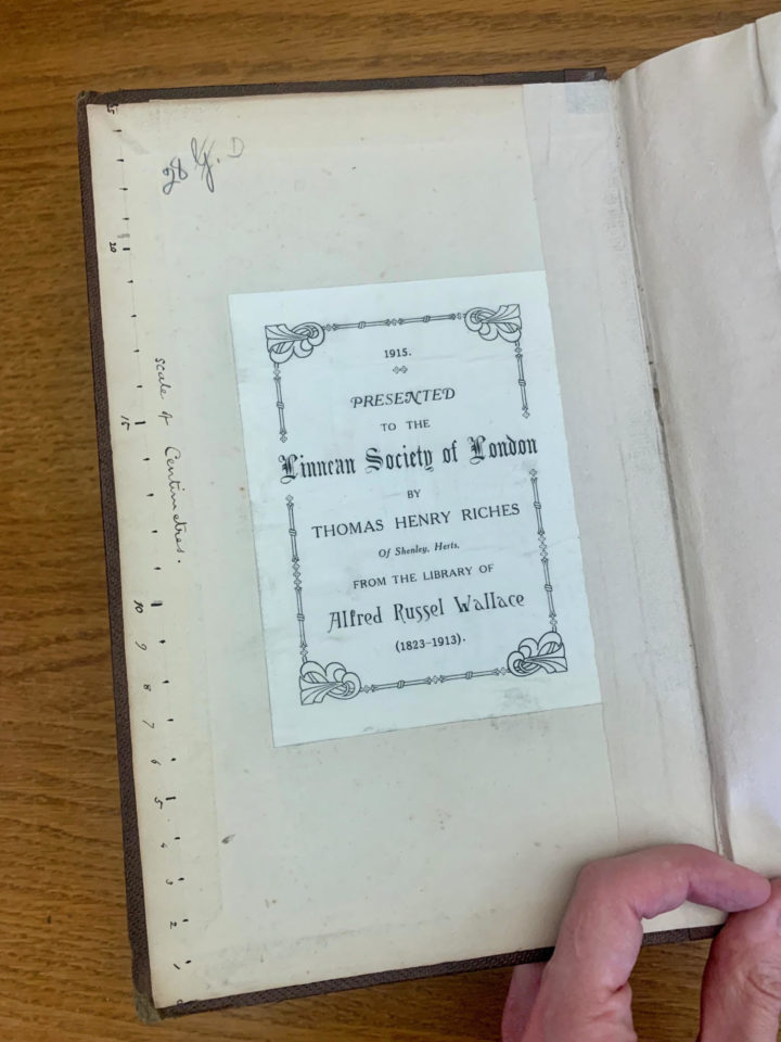 The front-pastedown of Bonaparte's Conspectus Generum Avium (1850). To the left of the Linnean Society's commemorative bookplate, Wallace has added a rudimentary scale rule in centimetres. The book is stuffed with insertions and annotations; evidence of long and enthusiastic use