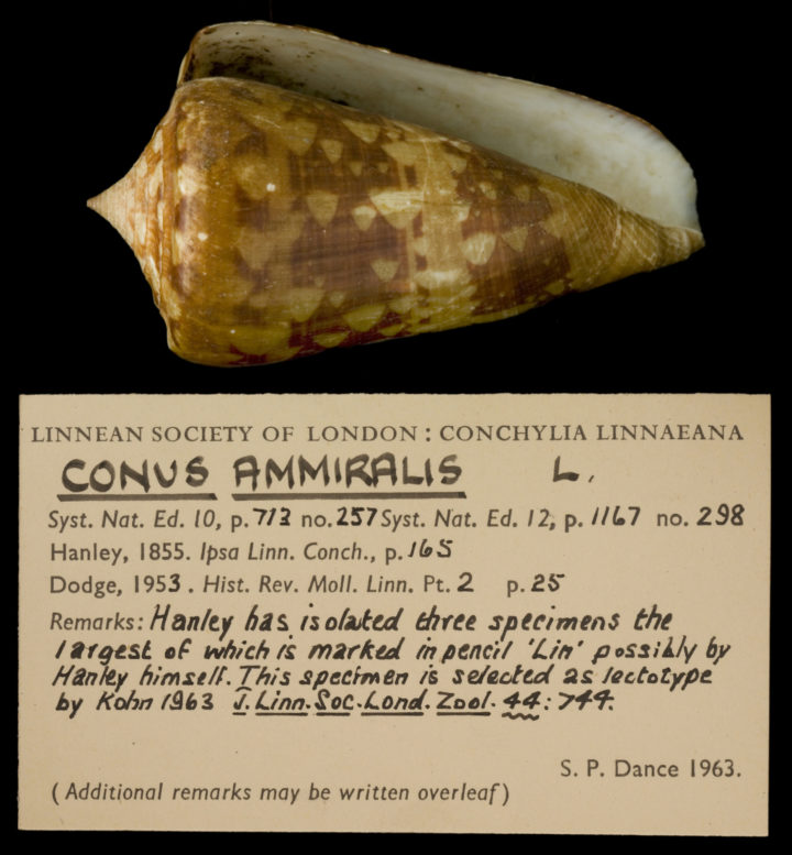 Conus ammiralis Linnaeus, 1758 (lectotype) with a 'Dance label' (LSL.250, The Linnean Society of London)