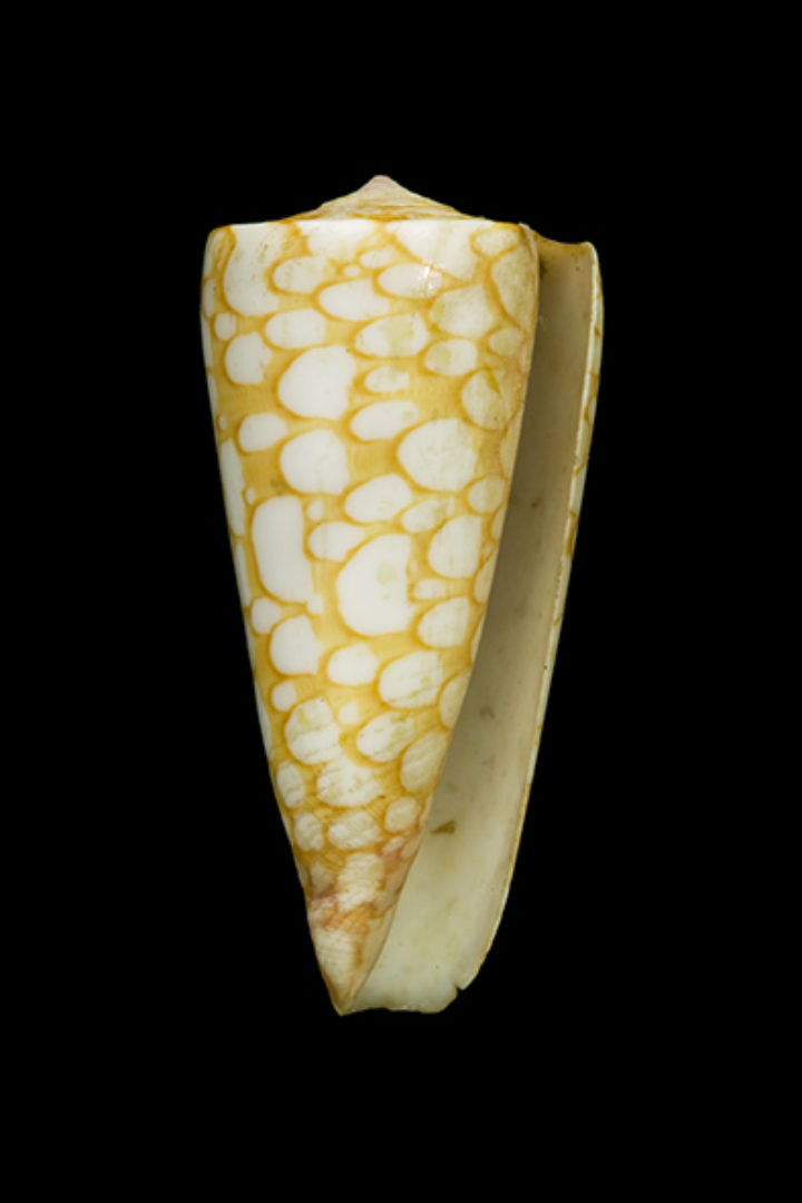 Conus nobilis