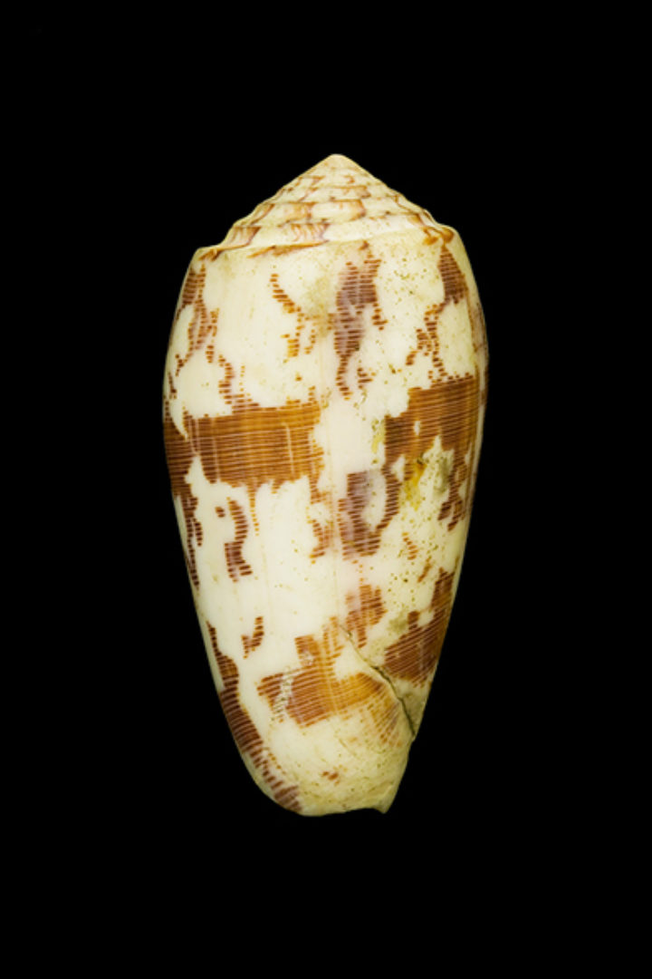 Conus striatus