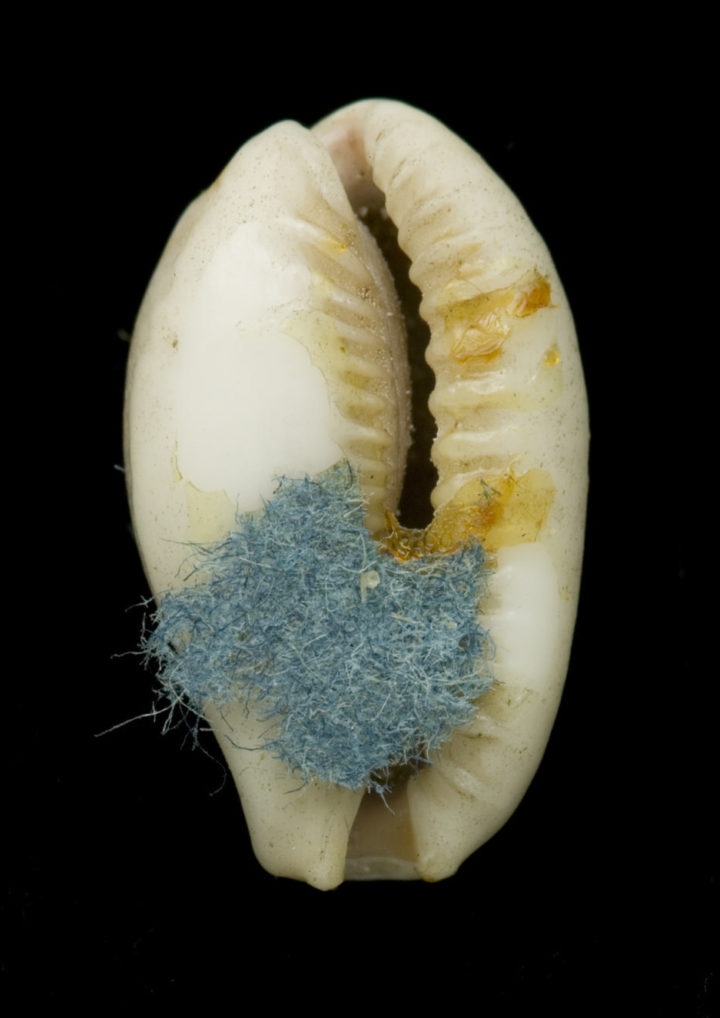 Cypraea flaveola Linnaeus, 1758 with Hanley's blue paper stuck to the specimen