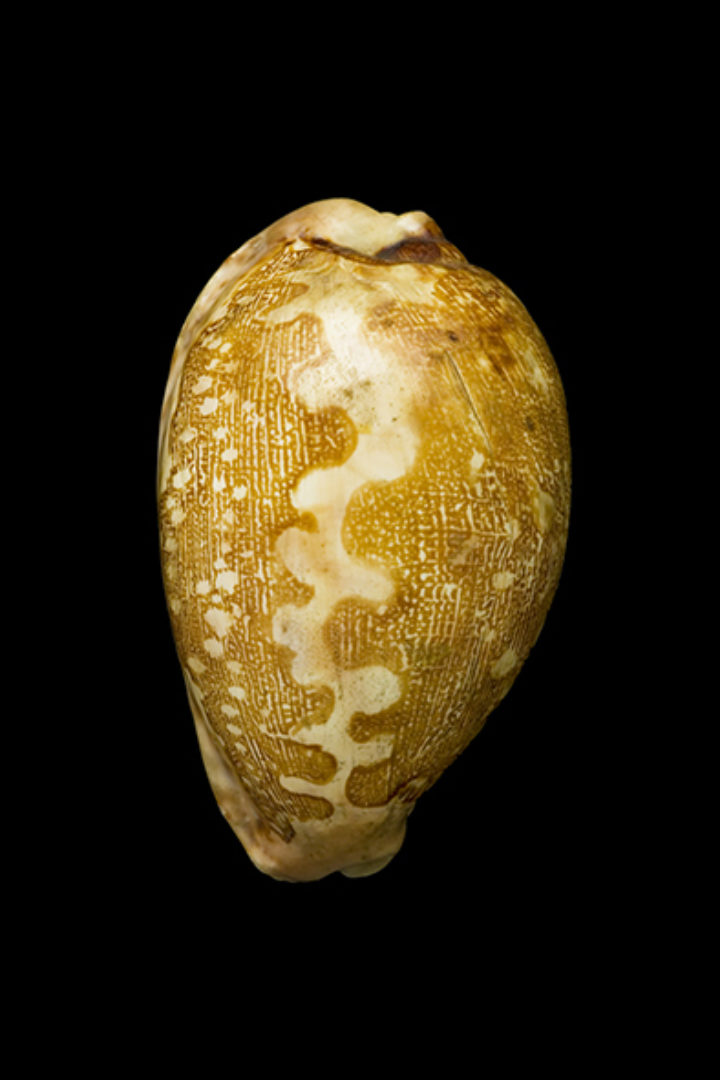 Cypraea mappa