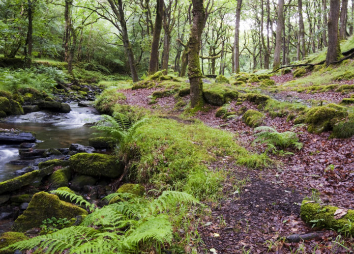 A forest ecosystem with bright green moss and a small stream running through the left.