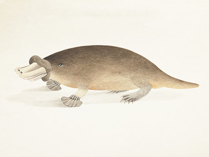 Platypus by Thomas Davies, 'Castor Rostratus of New South Wales, or Duck-billed Beaver'