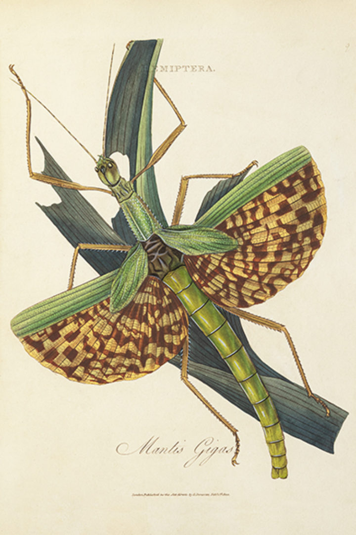 Mantis Gigas from Donovan's 'An epitome of the natural history of the insects of India and the islands in the Indian seas'