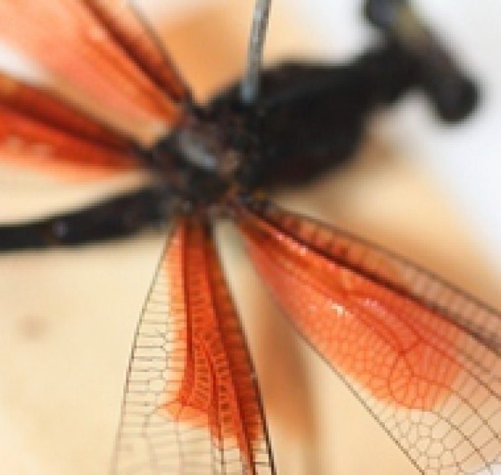 Dragonfly Linnaean Coll Type