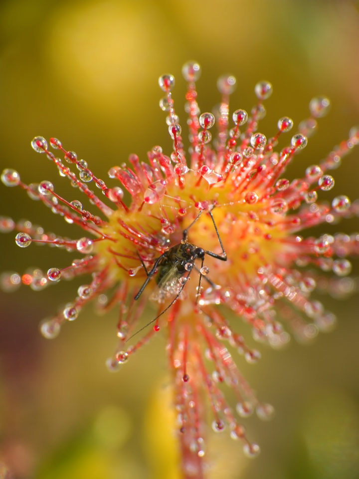 Image of a sundew