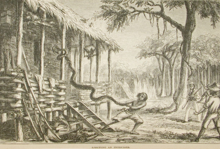 Snake plate from A R Wallace's The Malay Archipelago