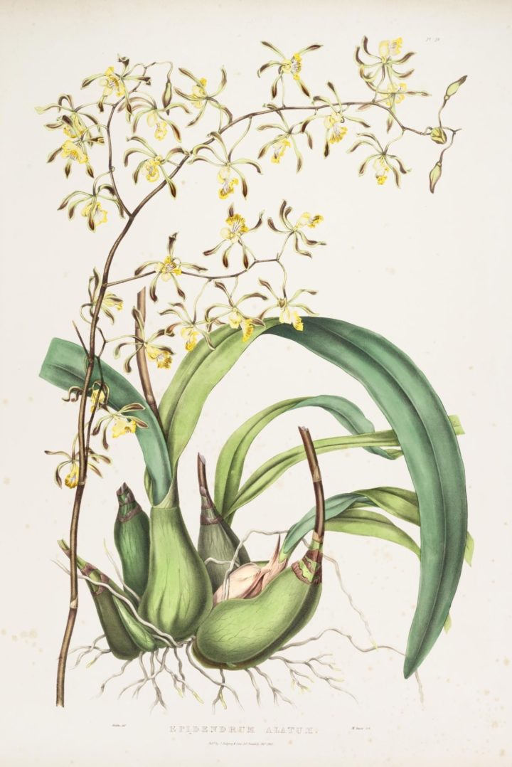 Epidendrum alatum