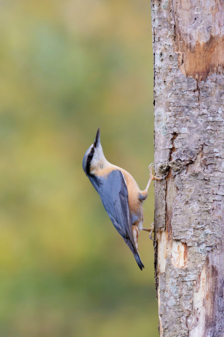 European nuthatch Sitta europaea