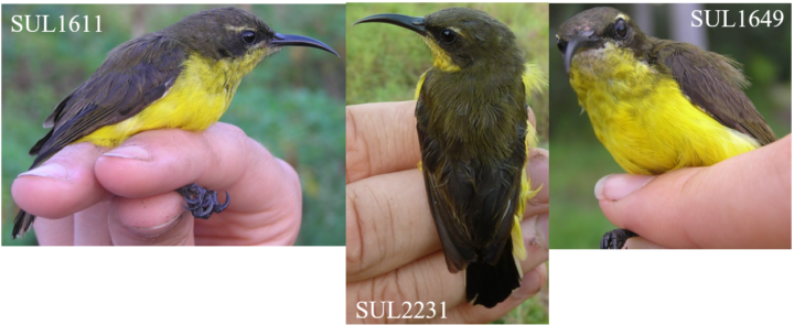 Female Wakatobi Sunbird