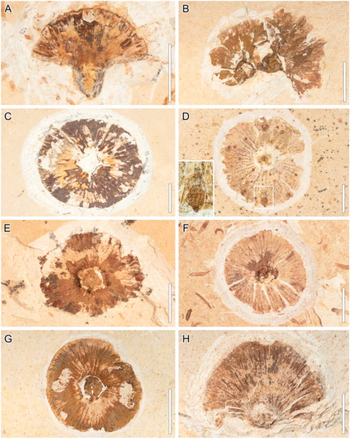 Small fossil mushrooms preserved in rock with visible caps and gills.