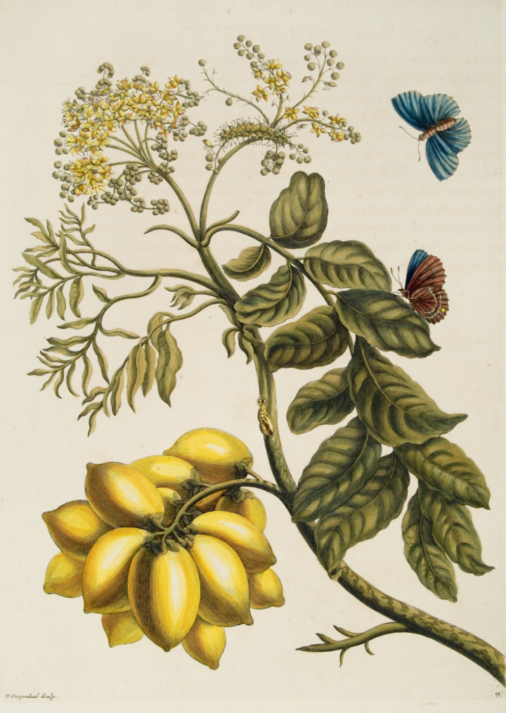 "Prunus Americana", from Merian's Metamorphosis insectorum Surinamensium (1705)