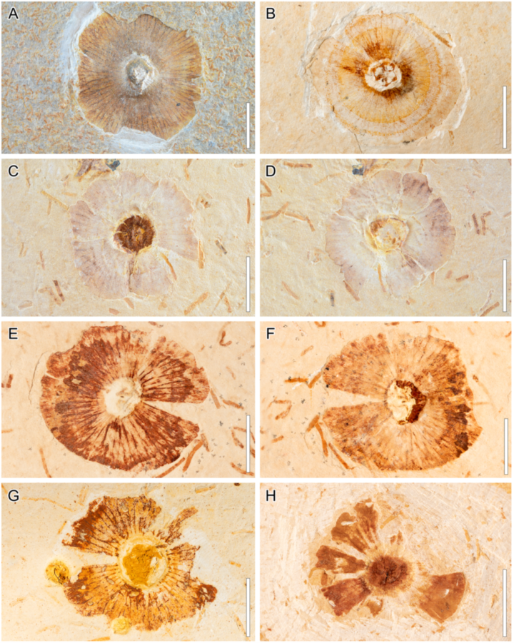 Additional small fossil mushrooms preserved in rock with visible caps and gills.