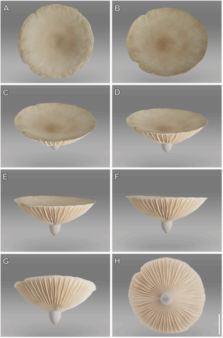 3D reconstruction of Edaphagaricites conicus