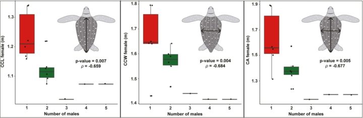 Boxplots of female leatherback turtle carapace width and length, with schematic drawings of leatherbacks.