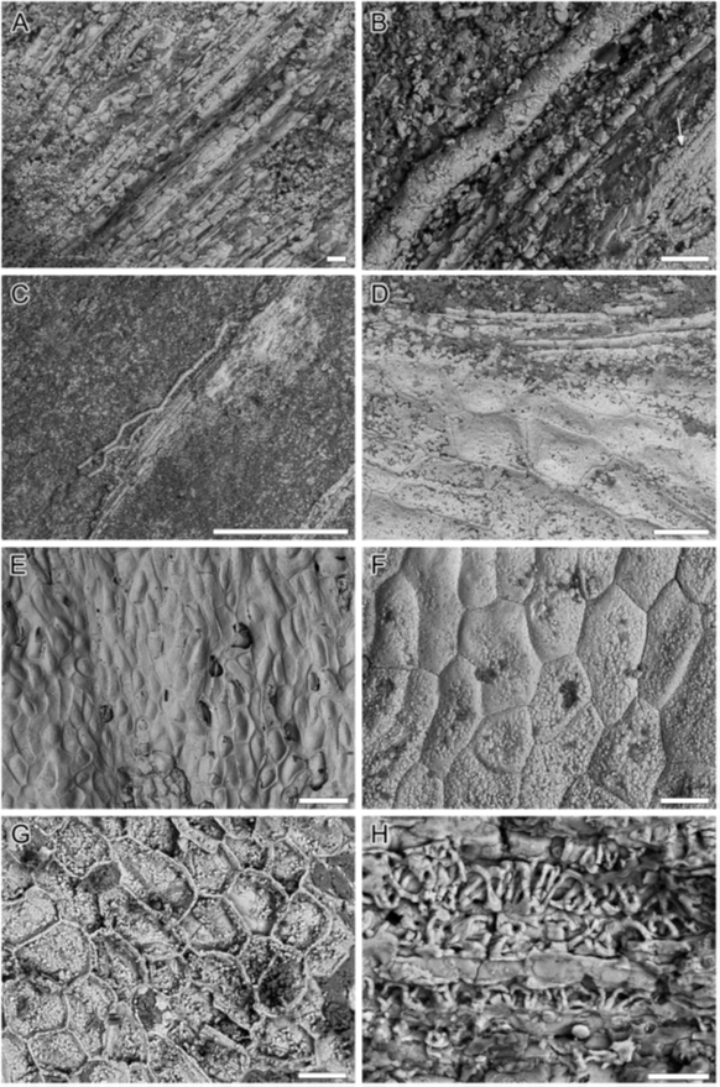 Scanning electron microscope (SEM) images showing microscopic structures of the cap and gill in fossil mushroom Edaphagaricites conicus.
