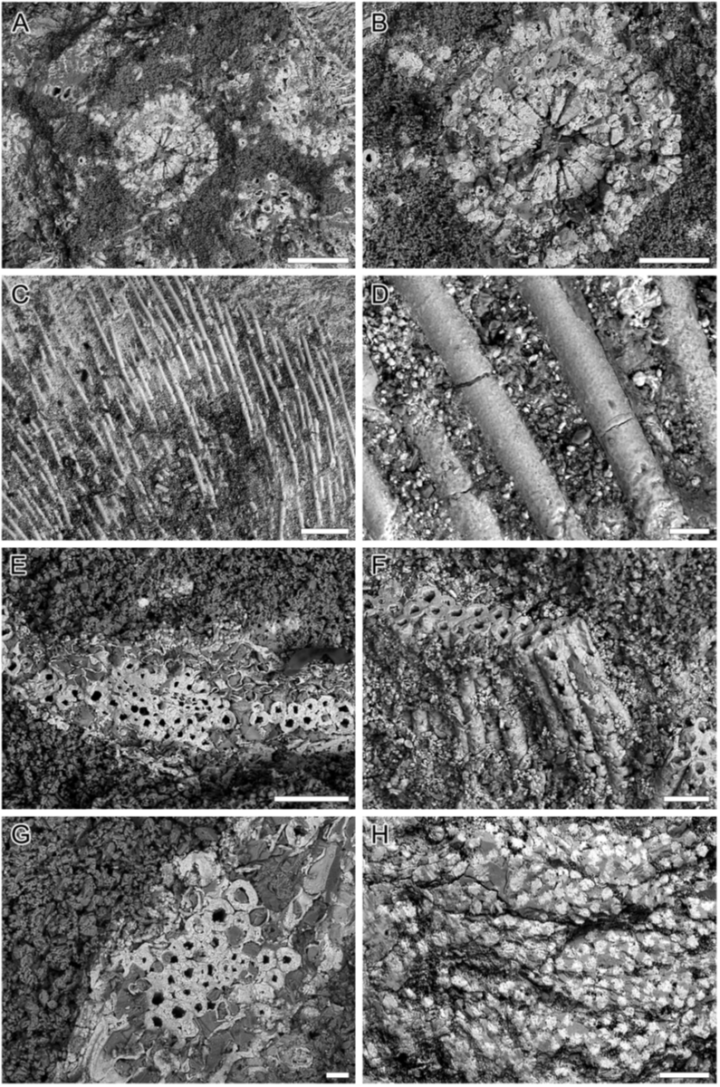 Scanning electron microscope (SEM) images showing microscopic structures of the stem in fossil mushroom Edaphagaricites conicus.