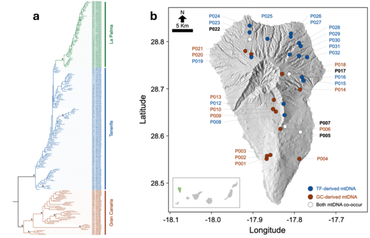 Two graphs showing the genetic relationships amongst the Laparocerus tessellatus group of weevils (a) and the sampling locations of weevils on La Palma (b).