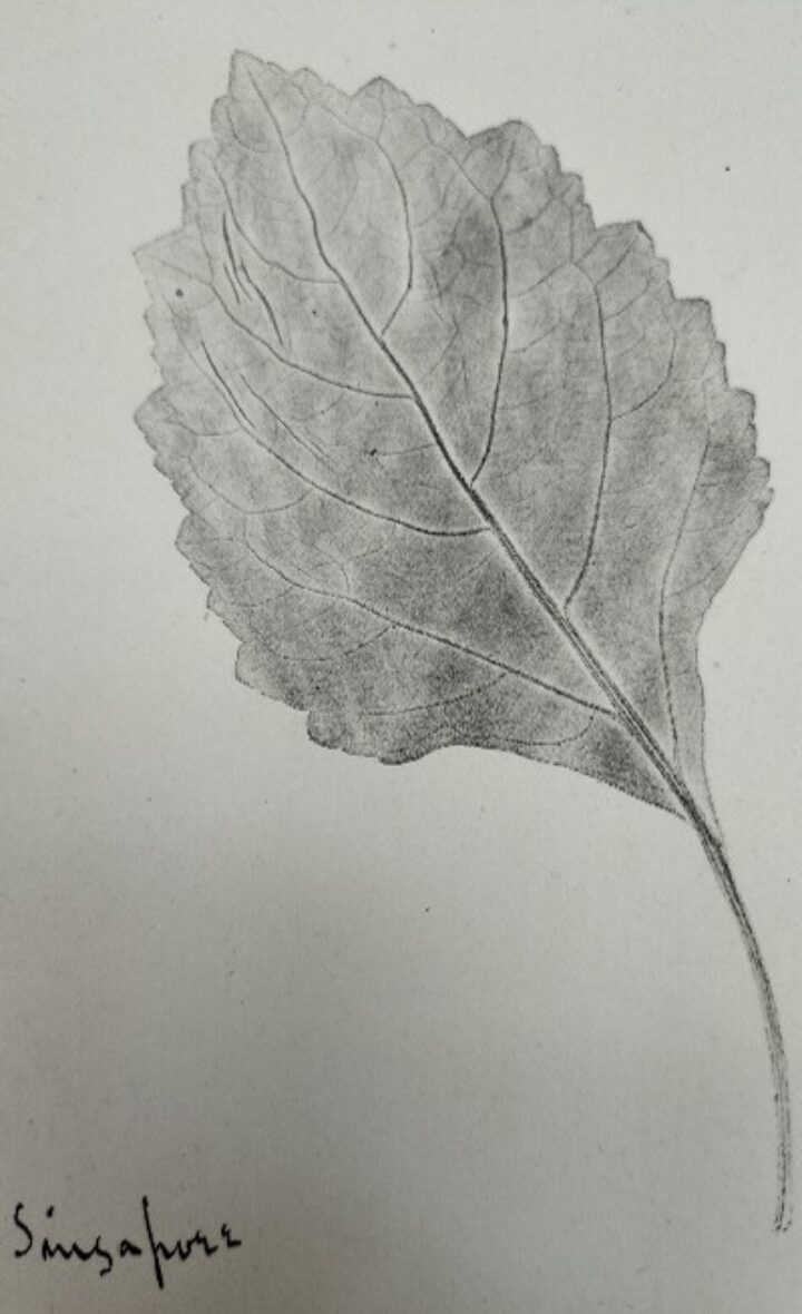 leaf rubbing of patchouli which is used in perfumes