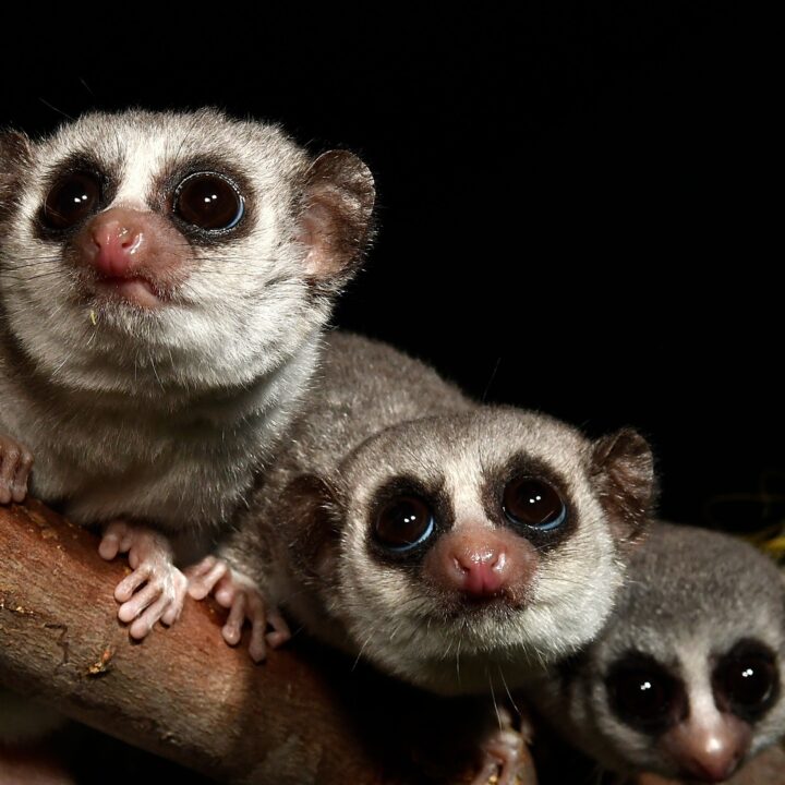 Three dwarf lemurs are seen perched on a small branch looking up toward the left of the image.