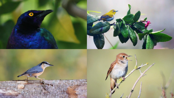 A collage of four species of bird belonging to the order Passeriformes, seen perched on tree branches. Moving clockwise from left to right, Purple starling (Lamprotornis purpureus) which has a dark purple plumage and bright yellow eyes, Javan White-Eye (Zosterops flavus) a small yellow bird with flecks of blue feathers, Common nightingale (Luscinia megarhynchos) which is mostly brown aside from its grey chest feathers, European Nuthatch (Sitta europaea) a blue bird with a brown underbelly and a distinctive black stripe running from its beak to the back of its head.