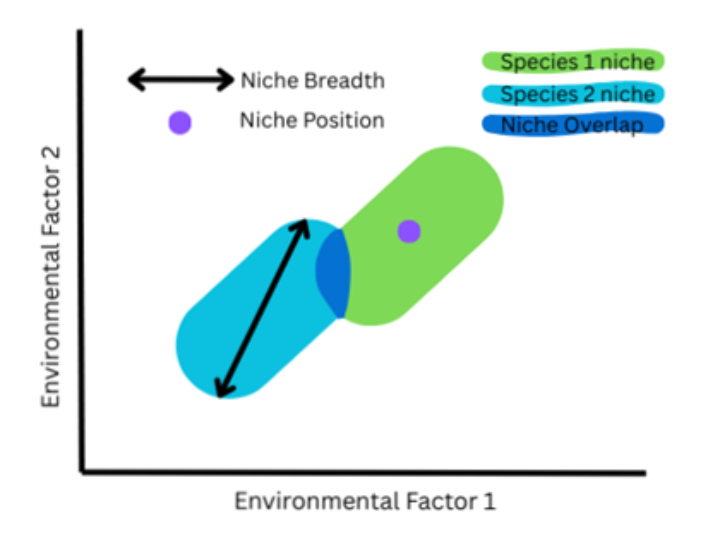 A schematic graph representing the different terms used to describe an ecological niche. Green (species 1) and turquoise (species 2) circles overlap to create a blue region, the niche overlap.