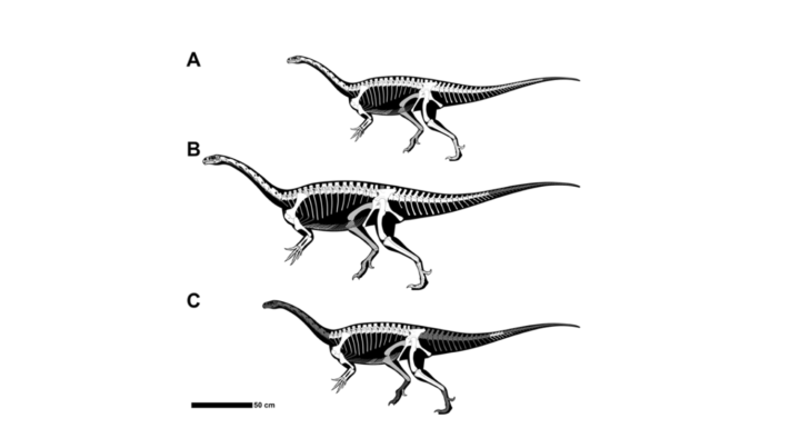 Skeletal reconstructions of three Macrocollum specimens showing preserved fossil material in white.