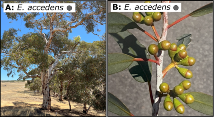 Two real life photographs of the eucalyptus tree (A) and its fruit (B).