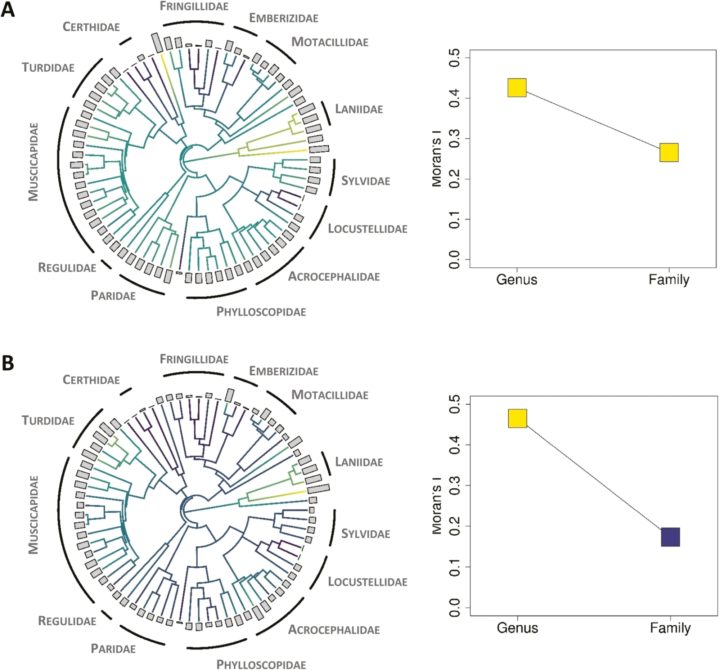 Phylogenetic distribution of rictal bristle traits in different passerine families on the left-hand panel. On the right-hand panel, phylogenetic autocorrelograms indicating the relationship between different rictal bristle traits at the genus and family levels.