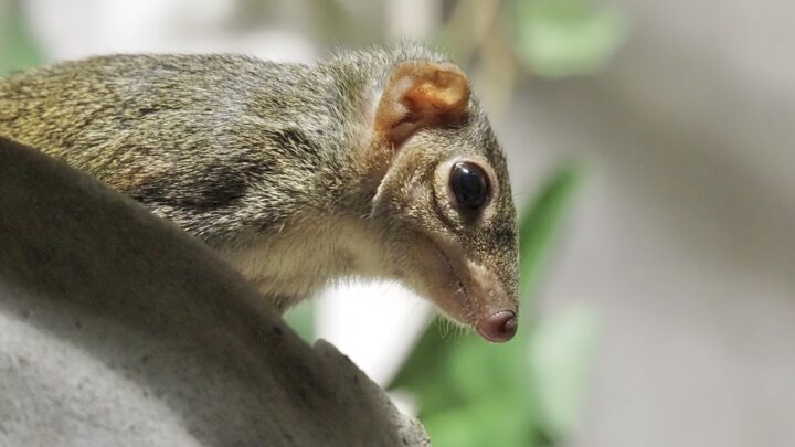 A small brown tree shrew sits facing the right, with green leaves blurred in the background.