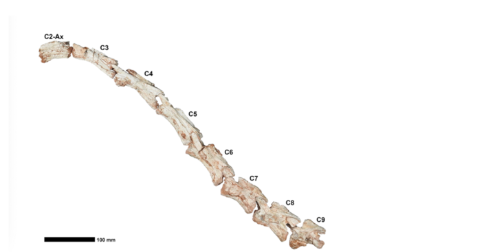The cervical vertebrae of Macrocollum itaquii, showing vertebrae C1-C9.