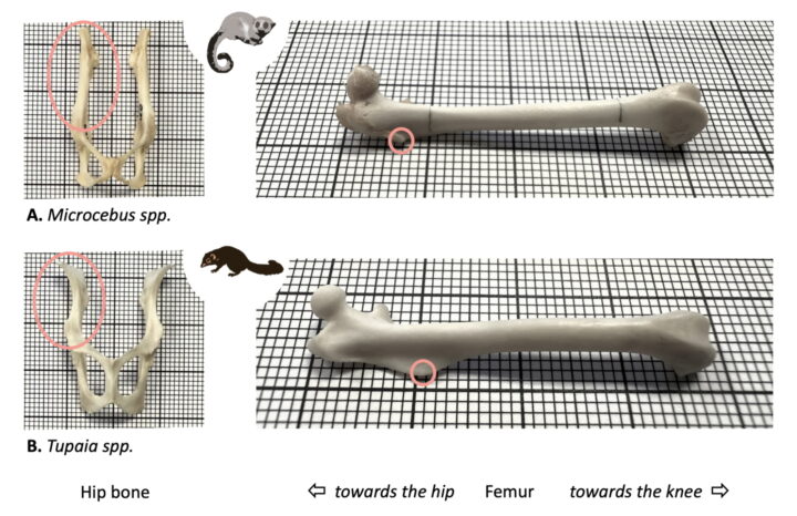Four images of the hip and leg bones of dwarf lemurs (top) and tree shrews (bottom). On the left the hip bones are seen from an aerial view, whilst on the right are the femurs.