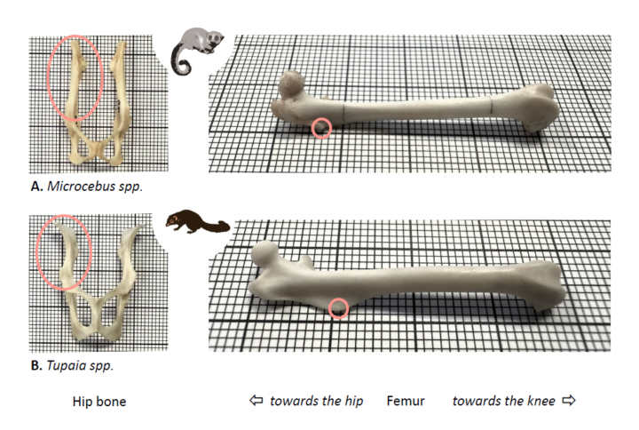 Four images of the hip and leg bones of dwarf lemurs (top) and tree shrews (bottom). On the left the hip bones are seen from an aerial view, whilst on the right are the femurs.