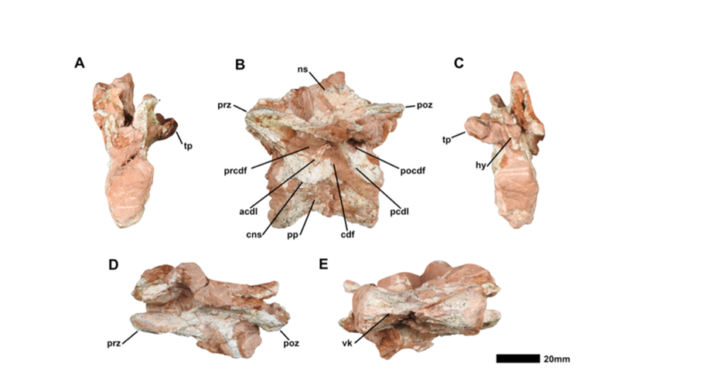 Fossil first dorsal vertebra of Macrocollum viewed from multiple angles, highlighting the transition between neck and torso.