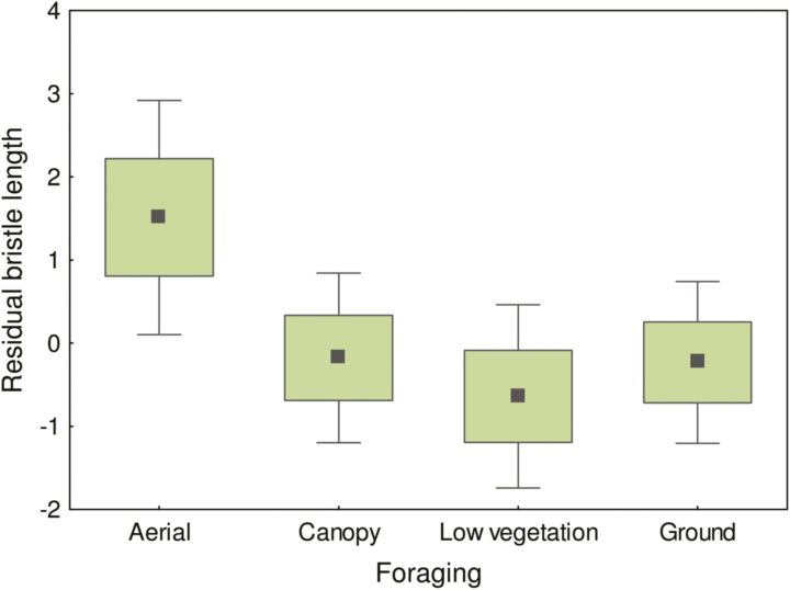 Boxplot showing the differences in bristle length based on dominant foraging locations of Old-World Passerines.