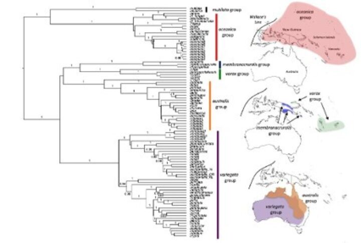 Phylogenetic tree showing the 6 major Gehyra lineages or Australia and Melanesia.