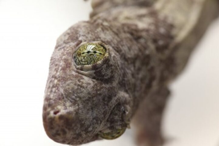 Close up image of Gehyra vorax showing its yellow eye and mottled skin.